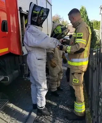 Pierwsza w tym roku interwencja OSP Cybinka: usuwanie gniazda os w Uradzie