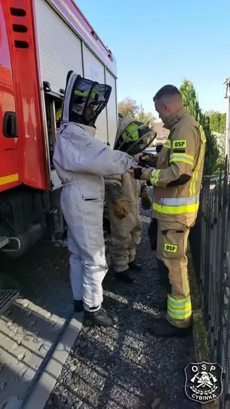 Pierwsza w tym roku interwencja OSP Cybinka: usuwanie gniazda os w Uradzie